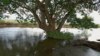 MALA PARAISONG TANAWIN NA DULOT NG BAGYO SA PAG LAKI NG ILOG AT TUBIG BAHA SA BUKID PAMPANGA [upl. by Boyden]