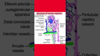 Structure of Human nephronshortsvideo shortsviral shorts biology humanbody [upl. by Htrow]