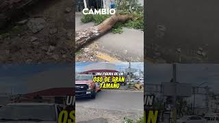 🌬️🚧Frente frío número 4 provoca desastres en Puebla capital diariocambio [upl. by Amal]