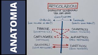 Come sono fatte le articolazioni [upl. by Lynnette]