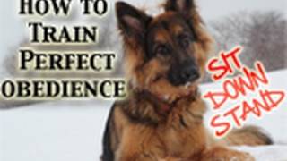 How To Teach Any Dog PERFECT Obedience SitDownStand [upl. by Cirdor]