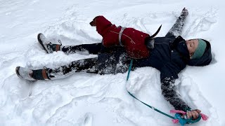 Mini dachshund plays in the snow [upl. by Ymaral]