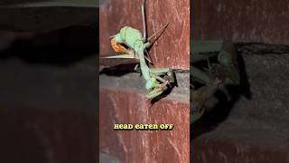 THIS is what happens when a male praying mantis finishes mating freddythemantis prayingmantis [upl. by Eaver711]