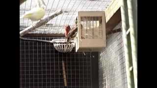 singing mexican rosefinch mexicaanse roodmus [upl. by Quickel330]