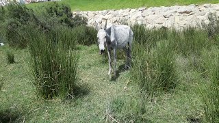 Mule classes otur  mules videos [upl. by Jasik]