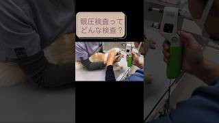 眼圧検査ってどんな検査？動物病院 トイプードル 癒しわんこ シーズー dog 眼圧可愛いわんこ [upl. by Freud]