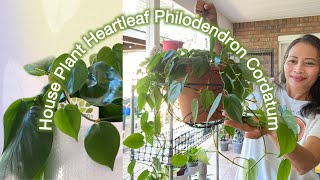 House Plant Heartleaf Philodendron Cordatum [upl. by Belldas469]