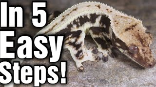 Crested Gecko Care Guide 2022 [upl. by Itsirk923]