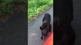 Black Bear Tries to Get Into A Car [upl. by Aihsitan]