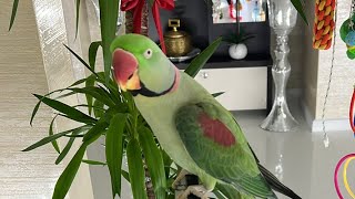 PIPOampPICO🦜💚 este live [upl. by Dasie61]