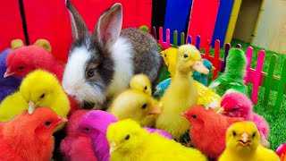 Wadidau ‼️Ayam Lucu Ayam Warna Warni Ayam Rainbow Bebek Angsa Hamster Kelinci KuraAyamwarnakw [upl. by Strauss745]