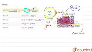 Complementary cells of lenticels are [upl. by Kirsten]