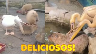 Pelícanos Tratando de Comer Capibaras [upl. by Farrand351]