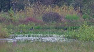 Zwarte Ooievaars foerageren  Landschotse Heide 2392024 [upl. by Nolana]