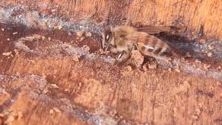 Worker Collecting Propolis [upl. by Florenza]