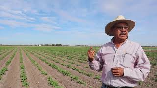 Siembra y manejo del cultivo de papá ¿ cómo se cultiva la papa [upl. by Luciana]