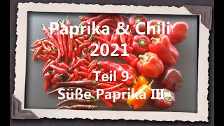 Paprika amp Chili 2021 Teil 9  Süße Paprika III [upl. by Saihttam]