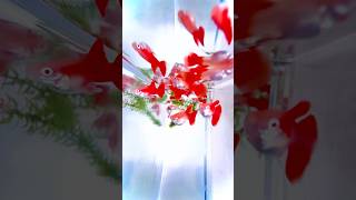 💃Albino Full Red💃guppy albinofullred albinofullredguppy aquarium [upl. by Britte310]