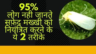 सफ़ेद मख्खी को कैसे आसानी से निंयत्रित करेHow To easy Control Whitefly in all Crops  Sanjay Thakur [upl. by Seward]