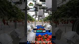 Smart Strawberry Harvester FutureOfFarming AgriculturalInnovation SmartHarvesting FoodTech [upl. by Auqenat]