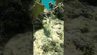 Spotted Trunkfish Cayman Islands 2024 travel snorkeling caymanislands fishnerd [upl. by Polk]