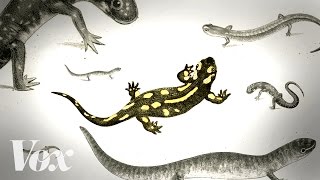 Save the salamanders unsung heroes of the forest [upl. by Yellac84]