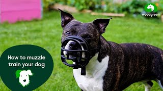 How to muzzle train your dog  Pet advice for dogs  Woodgreen Pets Charity [upl. by Naved65]