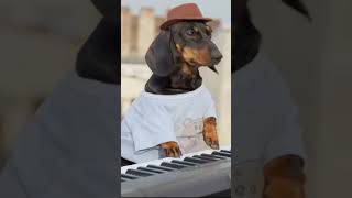 dog piano bestfunnyvideos fypyoutube viralshort [upl. by Attevroc]