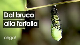 La metamorfosi del bruco che diventa farfalla Ecco come avviene la magia della natura [upl. by Aynekal]