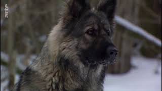 Reportage ARTE La Légende du Loup Noir [upl. by Trainer]