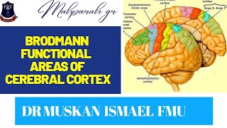 OSPE Brodmann Functional Areas of Cerebral Cortex NeuroAnatomy 2ndYearMBBS FMU BrainAnatomy [upl. by Bella]