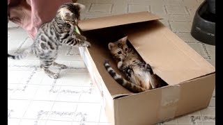 15 Minutes of Kittens  CUTEST Kitten Videos 😍 [upl. by Forsta]