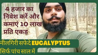 earn huge profit in eucalyptus plantation सफेदे और नीलगिरी की खेती से कामाए लाखो 9084125000 [upl. by Nev]