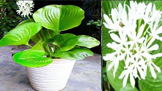 Cardwell LilyPoting mix for Cardwell LilyCardwell Lily Growing TipsProiphys Plant alpanaboruah [upl. by Zeret321]