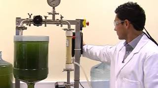 Michael Gerardo Swansea University  membrane filtration harvesting microalgae [upl. by Philoo]