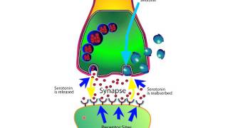 How SSRIs and SNRIs Work For Anxiety [upl. by Drais385]