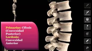 Generalidades sobre la columna y explicación de vértebras cervicales  Columna Vertebral [upl. by Barrington]