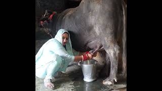 buffalo milking by hand ✋️ haryanvi Village life ✋️ ♥️ viral hardwork youtube 💕💯💯🙏🏼🙏🏼 [upl. by Kleinstein]