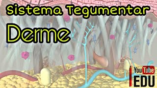 Sistema Tegumentar DERME [upl. by Melise]