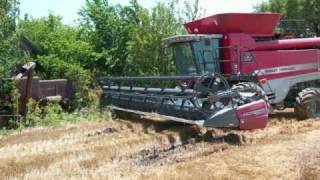 Custom Wheat Harvest Massey Combines [upl. by Matt]