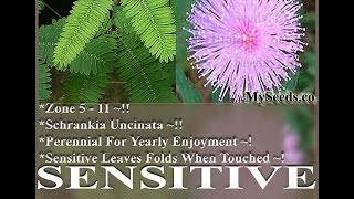 SENSITIVE PLANT Flower Seeds  Sensitive TO TOUCH  Schrankia uncinata Seeds on wwwMySeedsCo [upl. by Anelam]