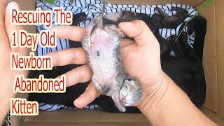 Rescuing the 1 day old newborn abandoned kittens Caring for kittens growing up from 1 50 days old [upl. by Gage]