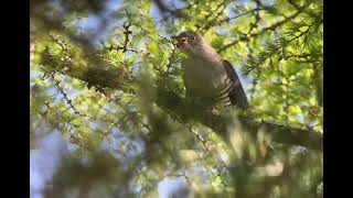 Oriental Cuckoo Terrell National Park Mongolia June 2024 [upl. by Stanly]