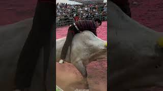 Qué buena monta de gallito de morelia👏🤠 jaripeo [upl. by Norraj]