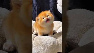 Cute cat baby meow meowlove shorts comedy funnyvideo billi cat catvideo [upl. by Akcirahs877]