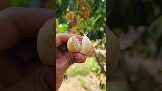 Fresh fruits 🍇🌳☺️ fruit fruits [upl. by Bettye122]