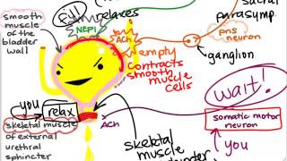 BIO160 Preview Video Lecture 14  Autonomic Nervous System [upl. by Nylsaj]