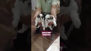 Shihtzu puppy available in jalandhar city pet shop dog store jalandhar [upl. by Mayda16]