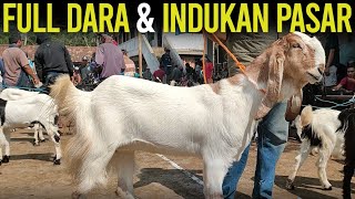 Harga Induk dan Dara di Pasar Kambing PE Kaligesing [upl. by Massimiliano]