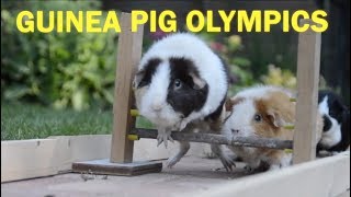 Guinea Pig Olympics  Parry Gripp [upl. by Poyssick457]